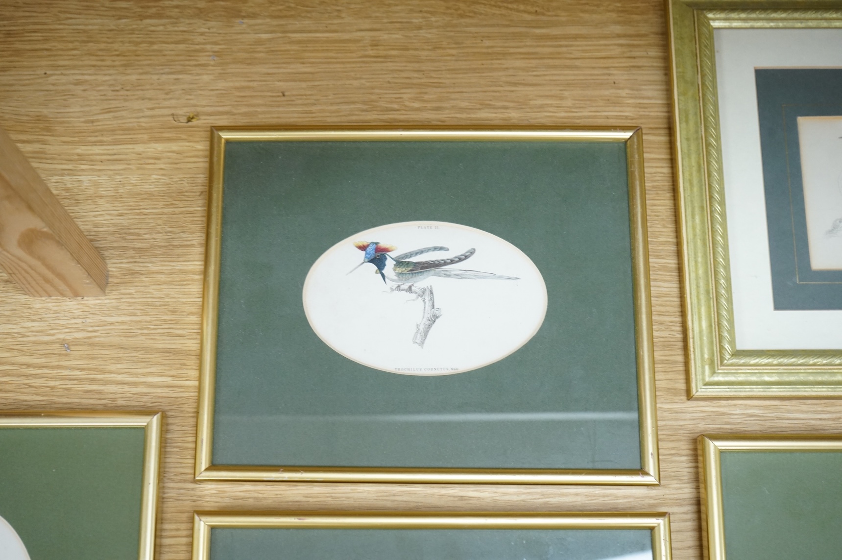 Sir William Jardine (1800-1874), ‘Jardine Hummingbirds’ to include White Striped Hummingbird and Purple Hummingbird, twelve colour plates, 9 x 14cm